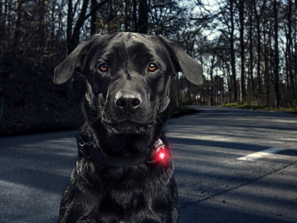 Фонарь для собак Orbiloc Dog Dual Signal Colours, синий в Ставрополе